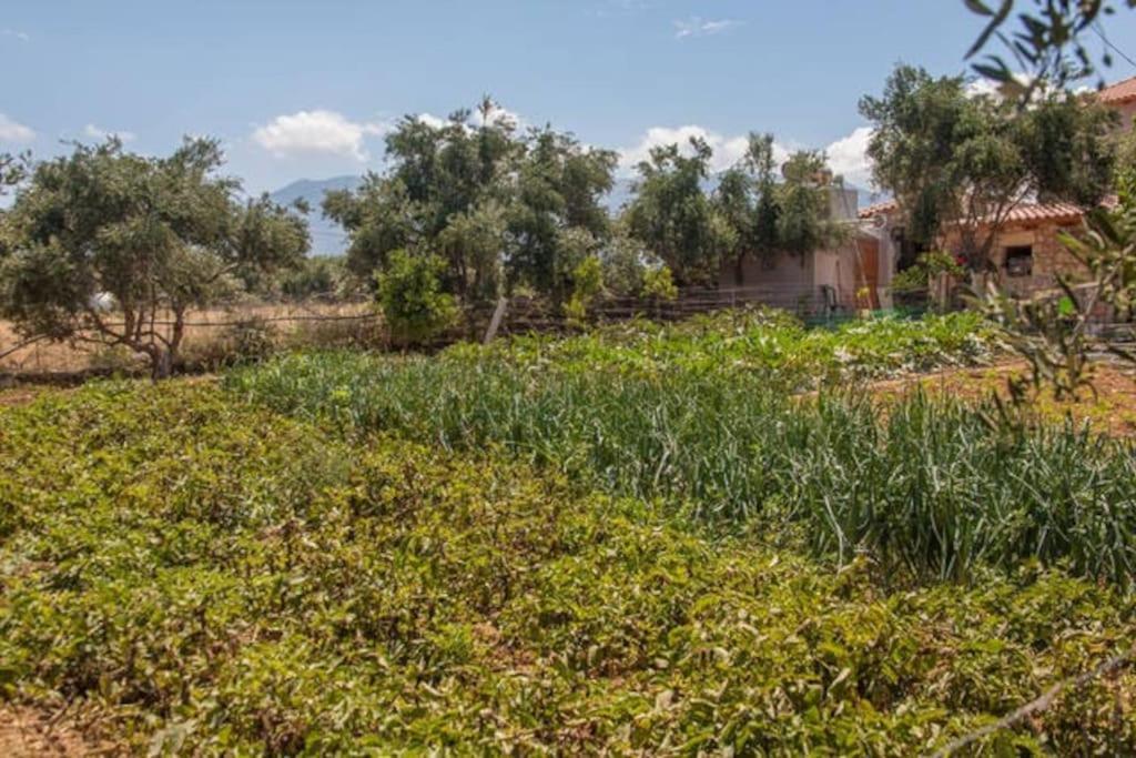 Olive Tree Farm 200M From The Beach Episkopi-Chania Eksteriør bilde