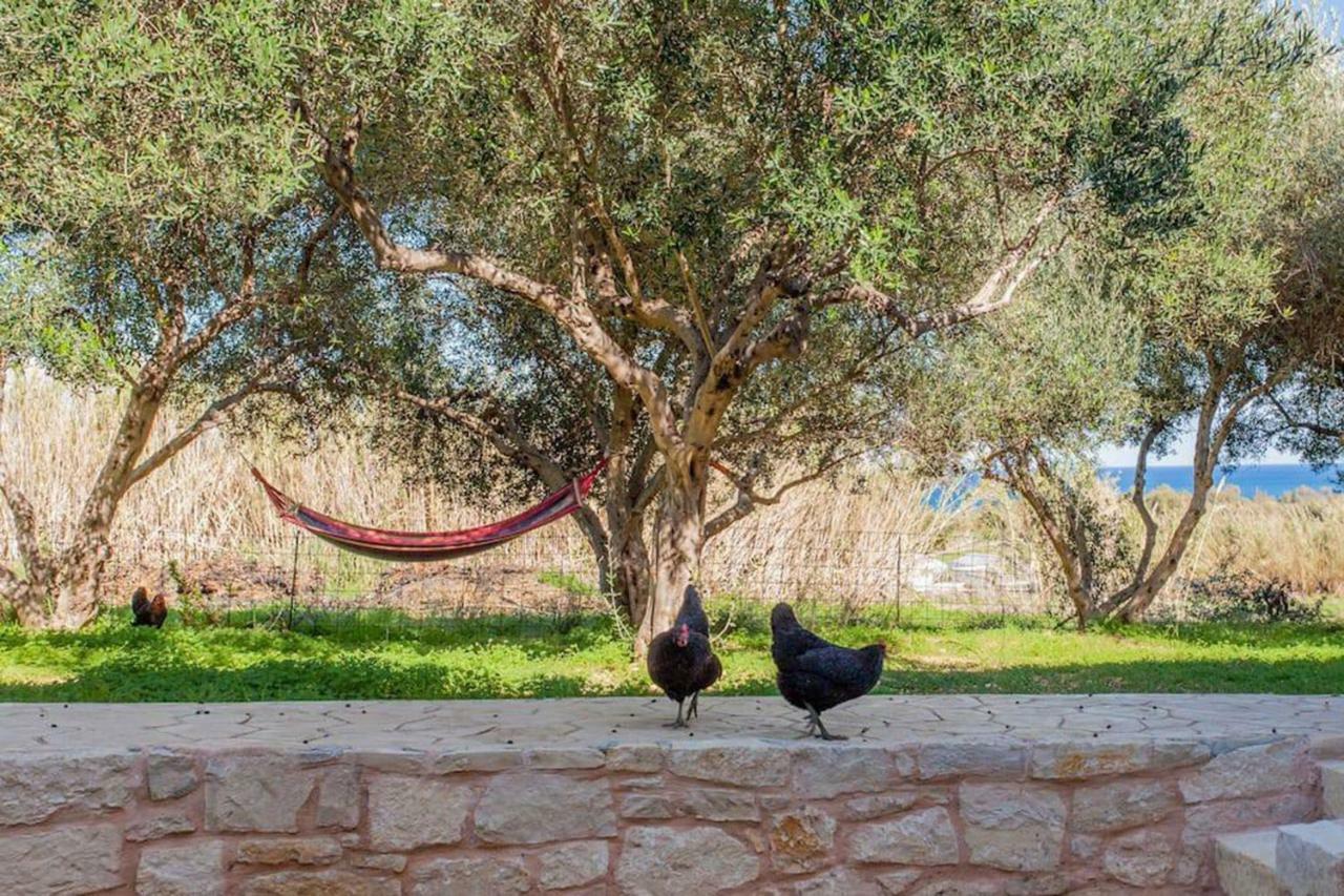Olive Tree Farm 200M From The Beach Episkopi-Chania Eksteriør bilde