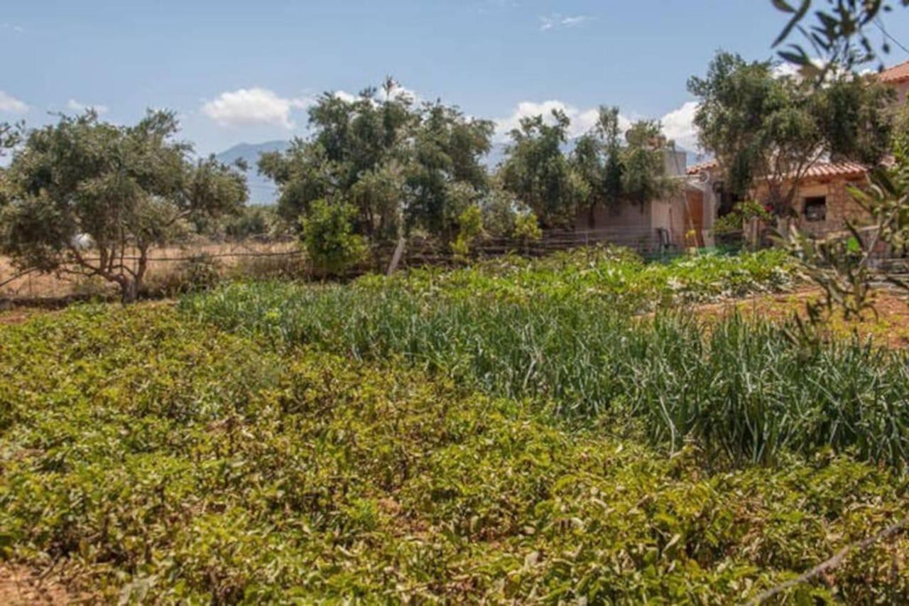 Olive Tree Farm 200M From The Beach Episkopi-Chania Eksteriør bilde