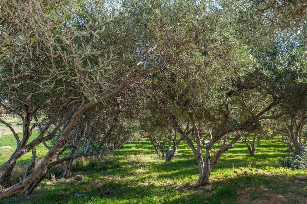 Olive Tree Farm 200M From The Beach Episkopi-Chania Eksteriør bilde