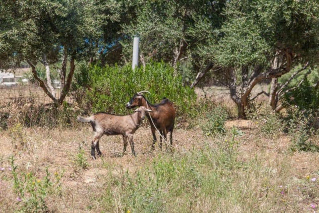 Olive Tree Farm 200M From The Beach Episkopi-Chania Eksteriør bilde