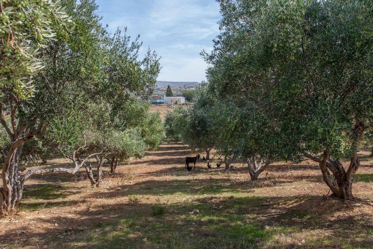 Olive Tree Farm 200M From The Beach Episkopi-Chania Eksteriør bilde